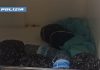 Napoli: sequestrati 70 chili di molluschi privi di tracciabilità. La Polizia di Stato sanziona il conducente di un furgone