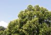 Marano. Lettera al direttore. Un albero ignorato e 2.500 promesse