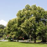 Marano. Lettera al direttore. Un albero ignorato e 2.500 promesse