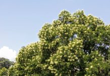 Marano. Lettera al direttore. Un albero ignorato e 2.500 promesse
