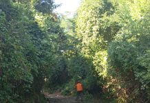 Marano, operai del verde al lavoro nel bosco della Salandra: interventi nelle aree private? I cittadini: “Con tante strade pubbliche da ripulire”