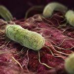 Batterio mangiacarne, cos’è e cosa sappiamo del Vibrio vulnificus nello Stretto di Messina