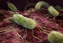 Batterio mangiacarne, cos’è e cosa sappiamo del Vibrio vulnificus nello Stretto di Messina