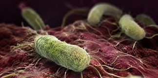Batterio mangiacarne, cos’è e cosa sappiamo del Vibrio vulnificus nello Stretto di Messina