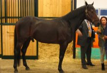 MORTO VARENNE, IL CAVALLO PIU’ FORTE DI TUTTI I TEMPI