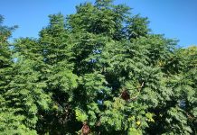 Lettera al direttore. Marano, alberi dimenticati e giardini nel degrado: «L’ambiente si difende solo quando fa comodo»