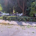 Napoli, piazza degli Artisti: rami pesanti caduti dall’albero monumentale