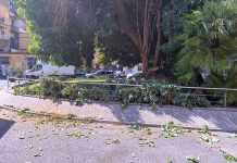 Napoli, piazza degli Artisti: rami pesanti caduti dall’albero monumentale