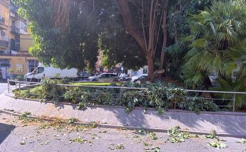 Napoli, piazza degli Artisti: rami pesanti caduti dall’albero monumentale