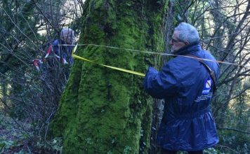 Marano. Il Tiglio “Castrese” è ufficialmente Albero Monumentale: riconoscimento dalla Regione per il territorio. La soddisfazione dei Salandra Lovers e dei Commissari del Comune