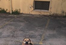 Marano, cane di grossa taglia entra nel parco Edera e aggredisce una cagnetta: allarme tra i residenti